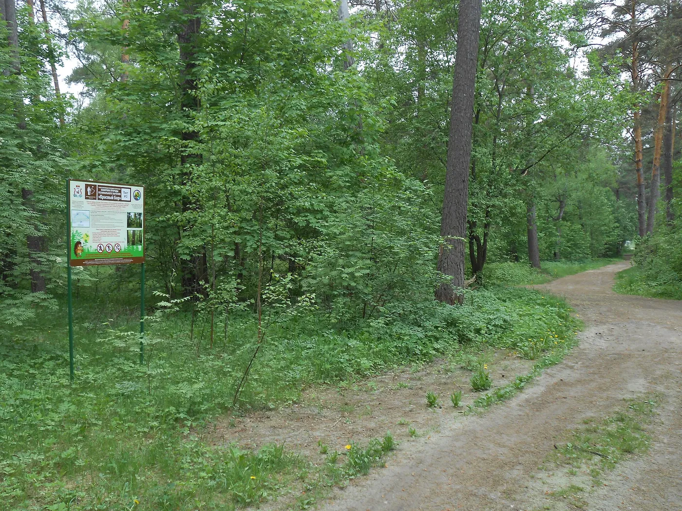 Лесная дорога в Красном Бору
